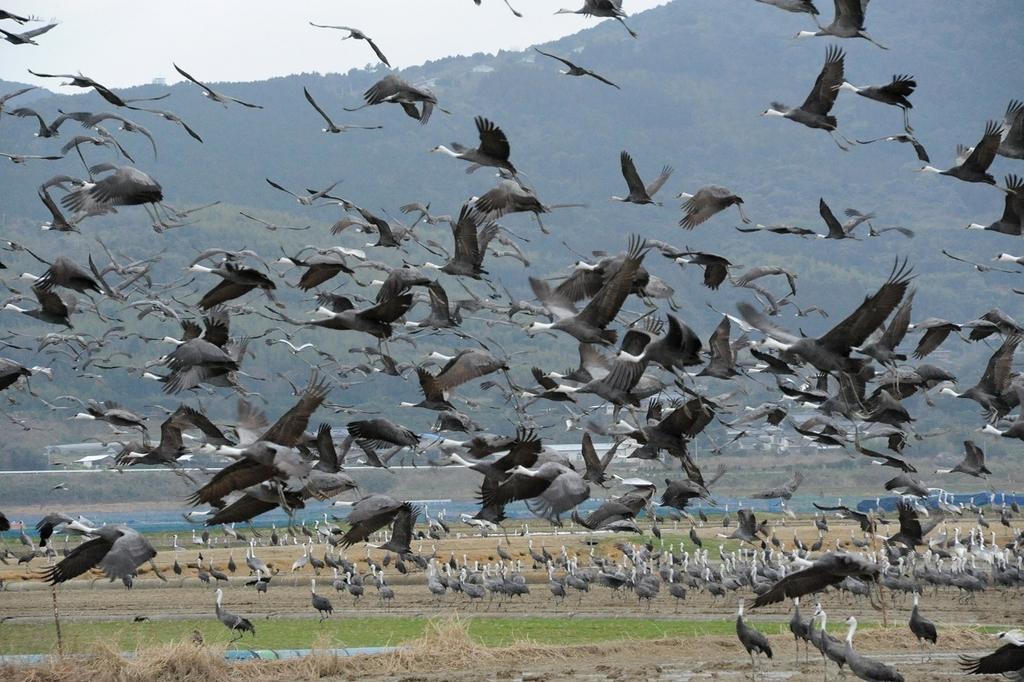 鹿児島県のツルおよびその渡来地-5