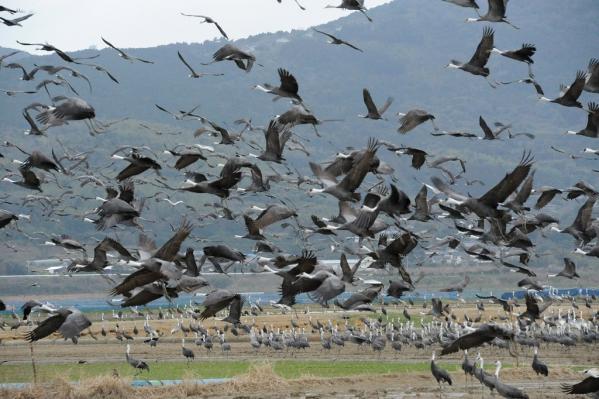 Izumi: Japan’s top crane wintering ground-5