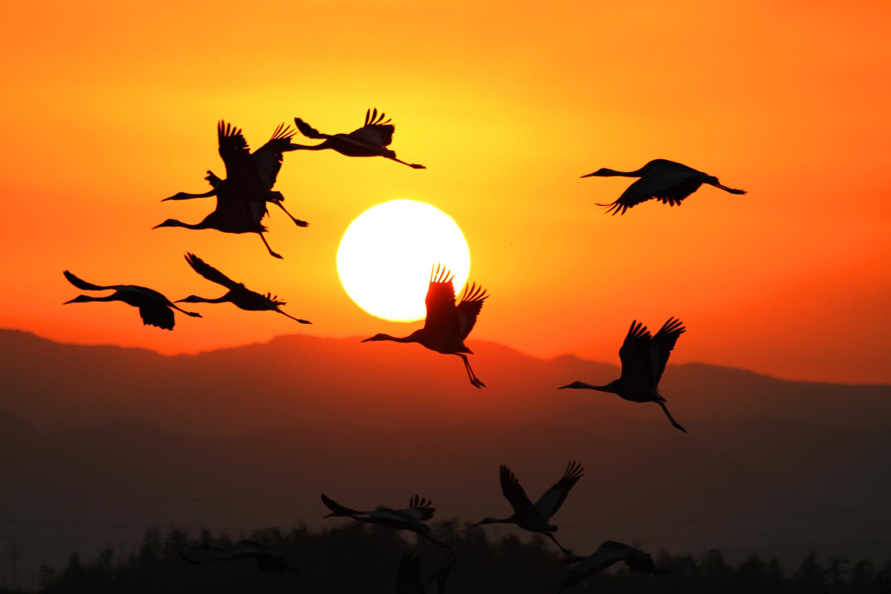 Izumi: Japan’s top crane wintering ground-0