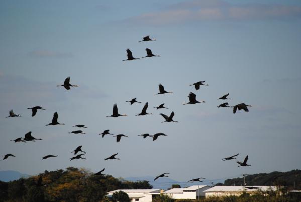 Izumi: Japan’s top crane wintering ground-9