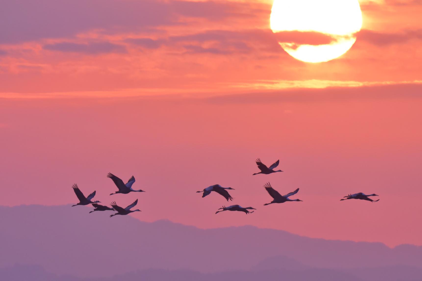 Izumi: Japan’s top crane wintering ground-1