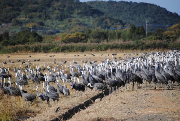 日本屈指可数的鹤类迁徒地-8