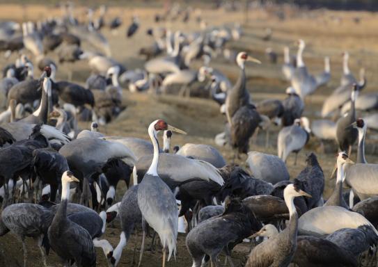 Izumi: Japan’s top crane wintering ground-2