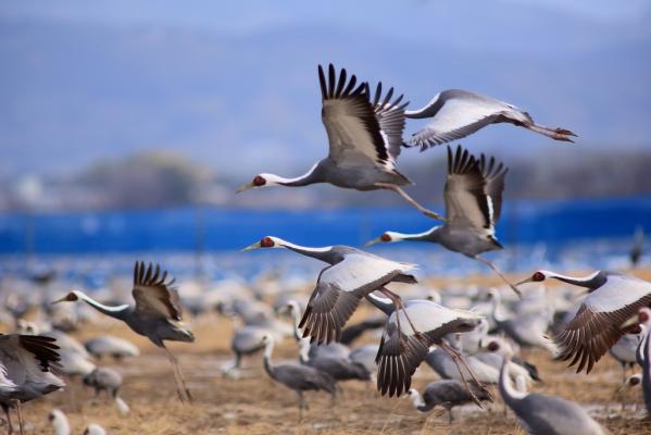 Izumi: Japan’s top crane wintering ground-3