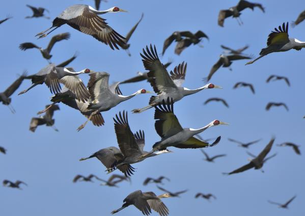 Izumi: Japan’s top crane wintering ground-6