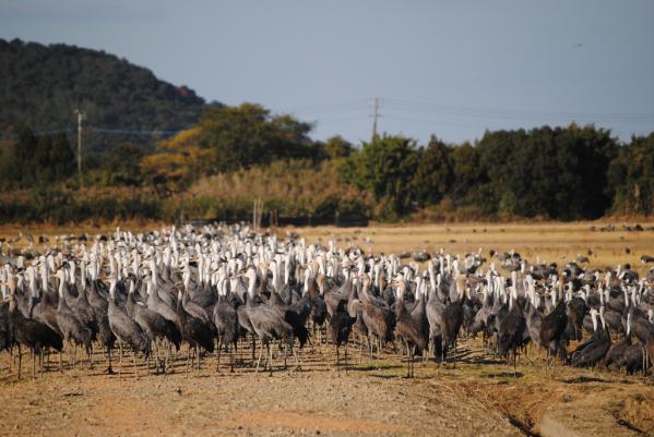 鹿児島県のツルおよびその渡来地-7