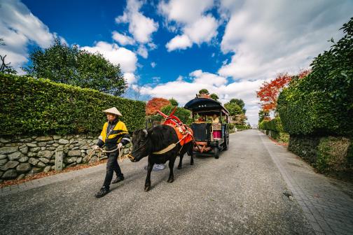 Izumi Oxcart Rides-5