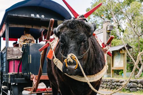 Izumi Oxcart Rides-1