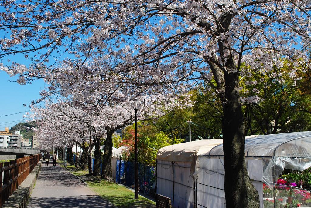 甲突川左岸 右岸緑地 観光スポット 公式 鹿児島県観光サイト かごしまの旅