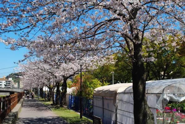 甲突川左岸·右岸綠地-0