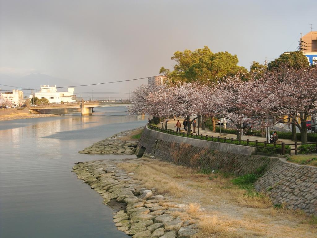Những hàng hoa Anh Đào dọc theo sông Kotsuki-5
