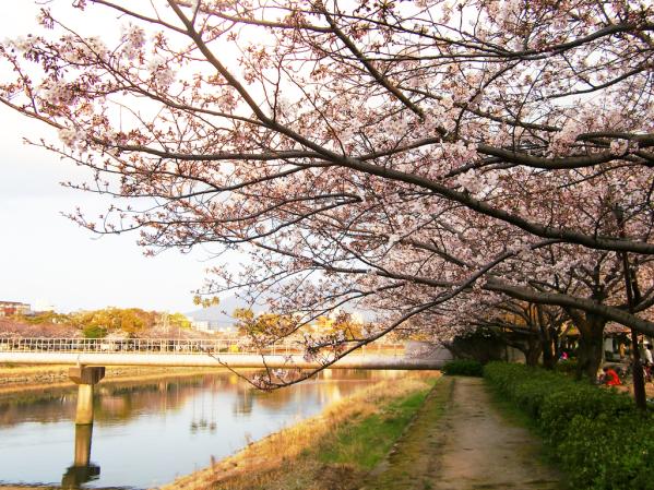 Kotsuki River Green Belt (Left/Right Banks)-2