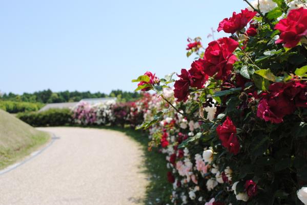 Kanoya Rose Garden-8