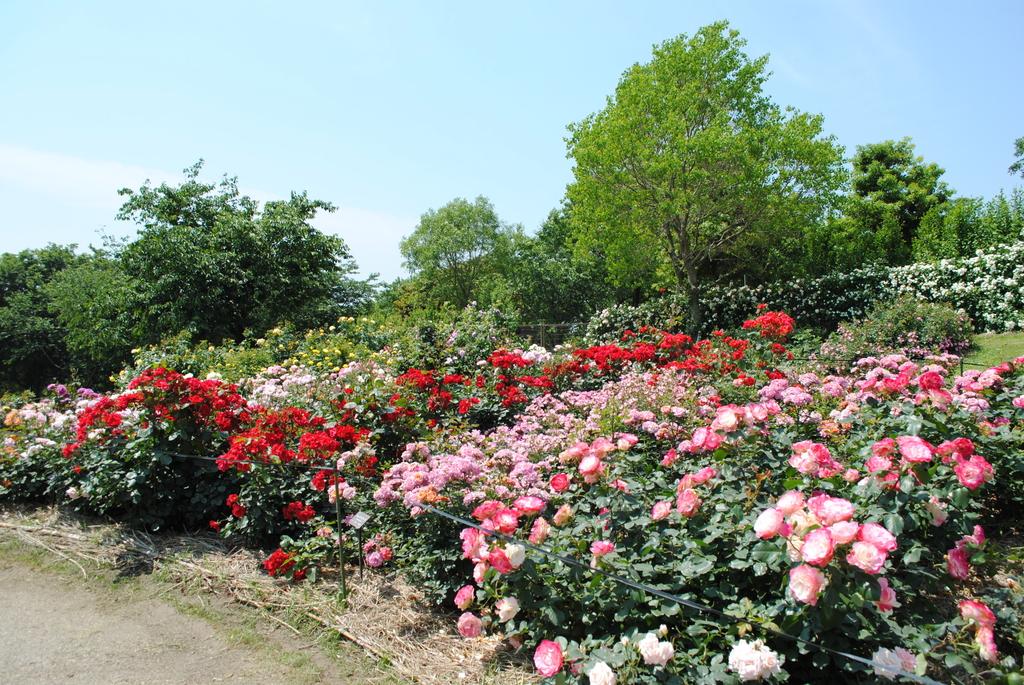 Kanoya Rose Garden-7