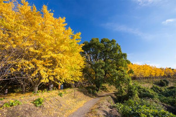 Senbon Ichou (Thousand Ginkgos)-5