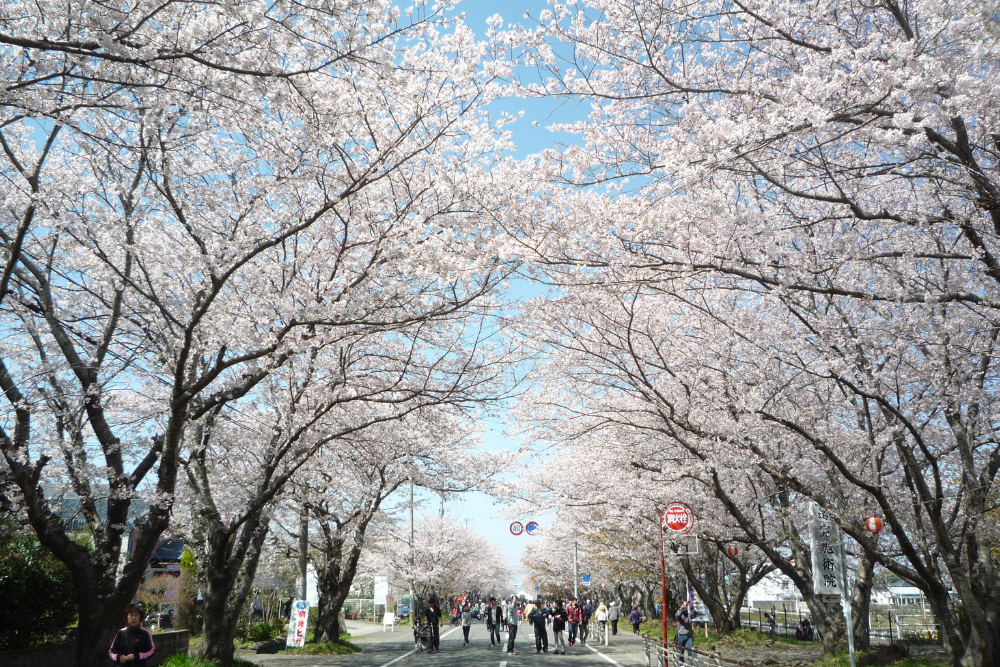 【2024】第35回いずみ桜まつり-1