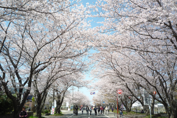 【2023終了】第34回いずみ桜まつり-1