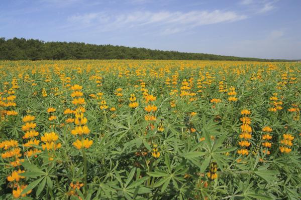 【2026】ルーピン祭り＆潮干狩り-1