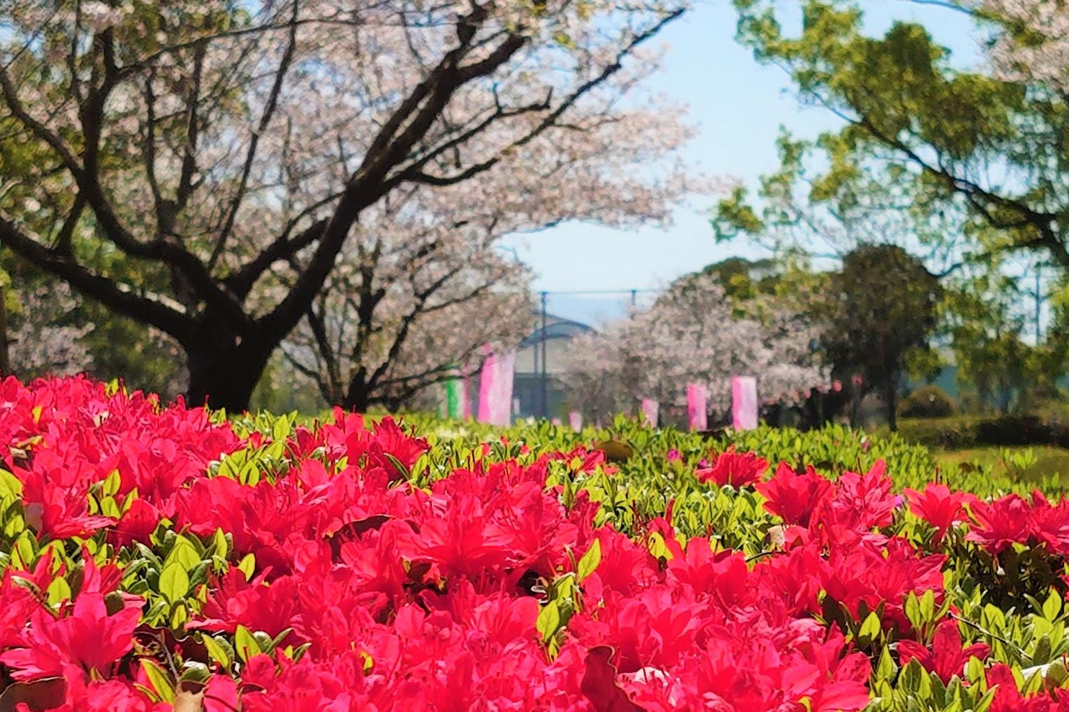 2025くしら桜まつり-1
