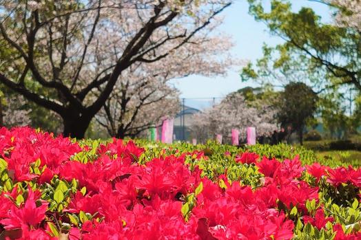 2025くしら桜まつり-1