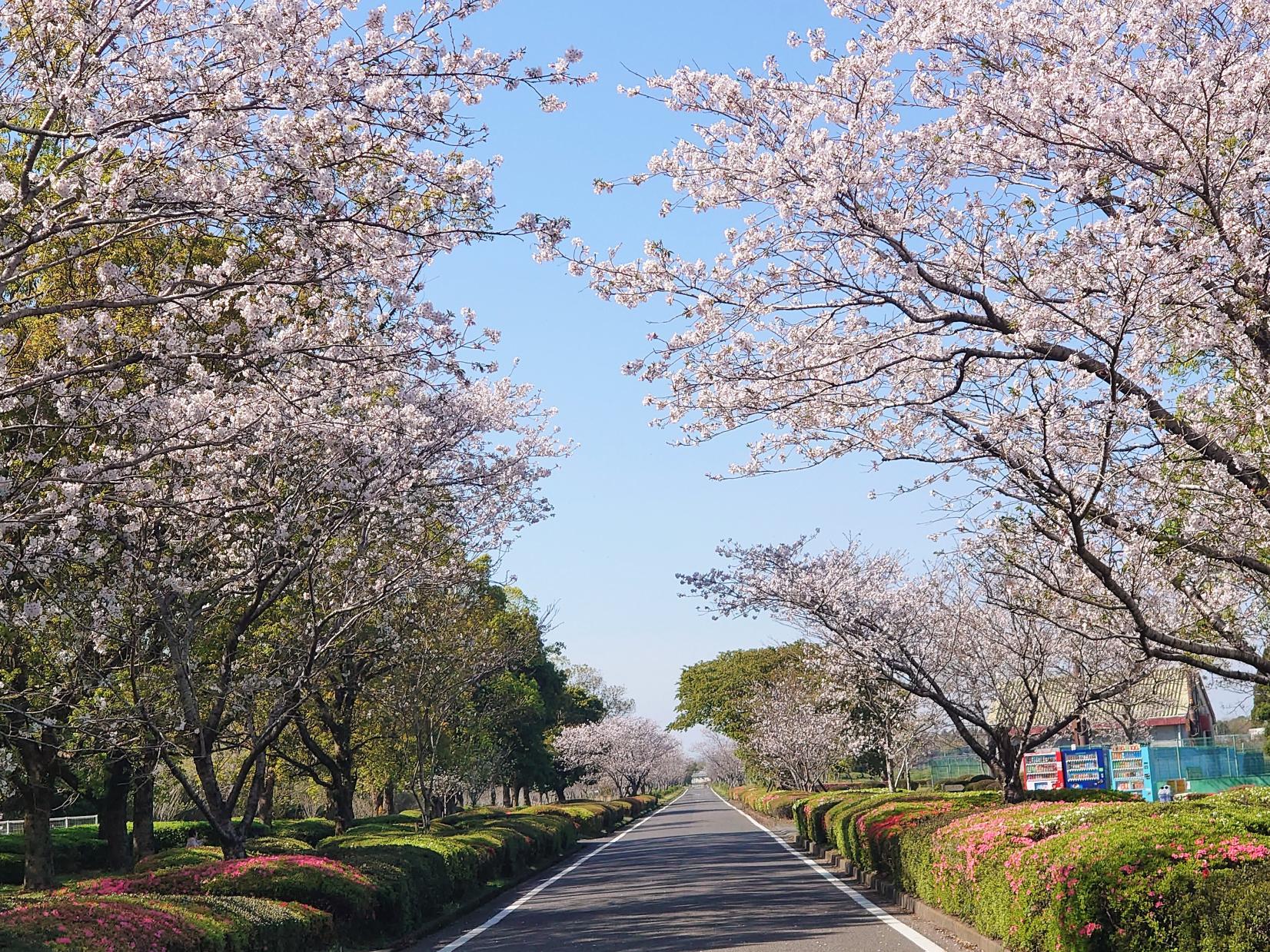 2025くしら桜まつり-1