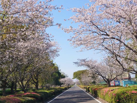 2025くしら桜まつり-0