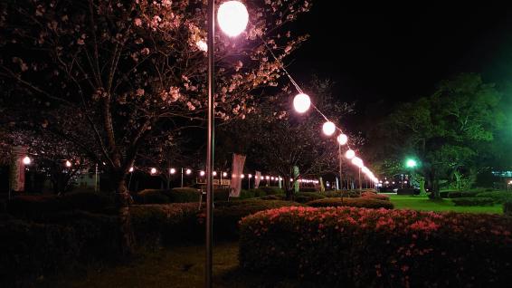 2025くしら桜まつり-2