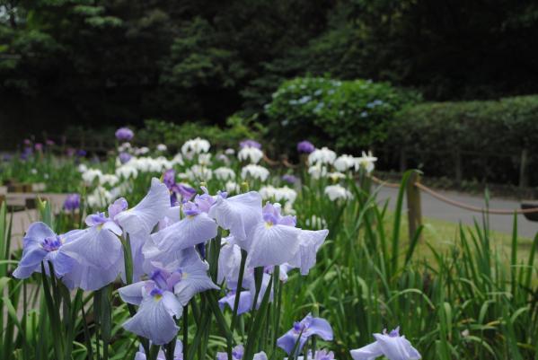 平川動物公園花しょうぶまつり-0