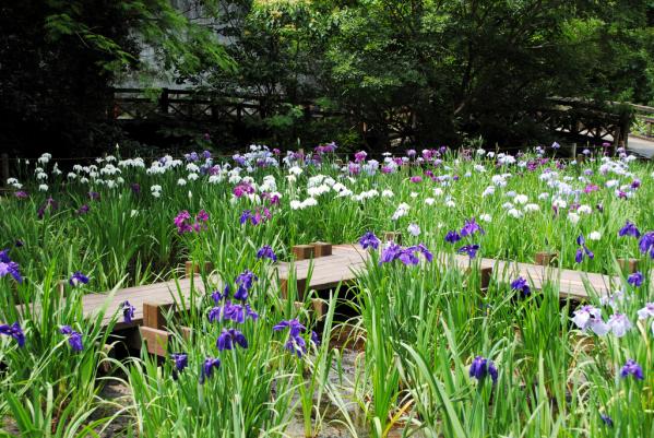 平川動物公園花しょうぶまつり-1