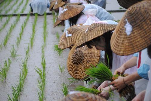 鹿児島神宮御田植祭-0