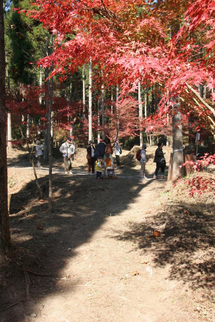 曽於市悠久の森ウォーキング大会-4