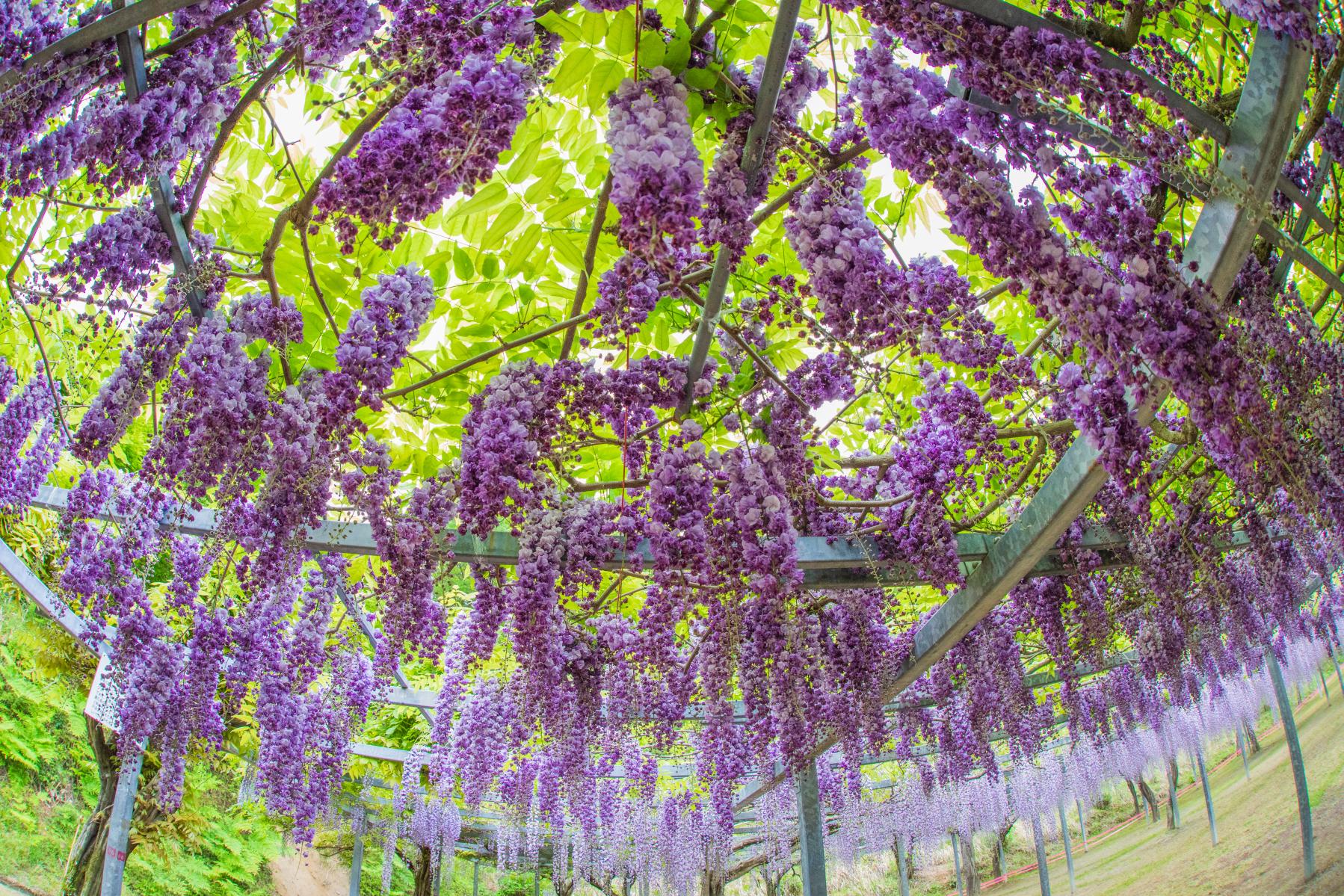 Wakē Park (Fuji flowers)-1