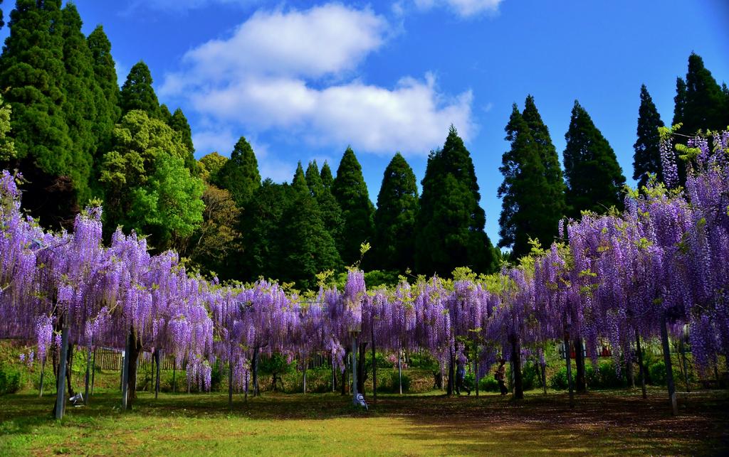 和氣公園（藤花）-0