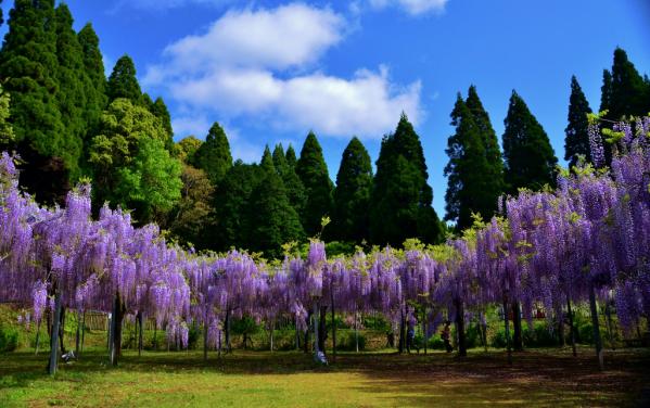 Wakē Park (Fuji flowers)-1