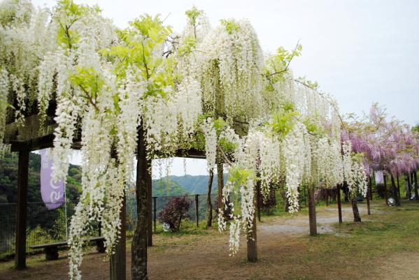 和氣公園（藤花）-4