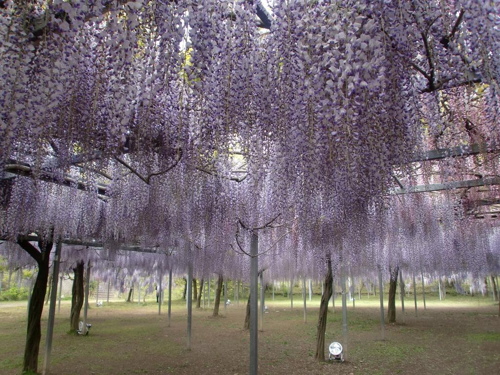 Wakē Park (Fuji flowers)-2