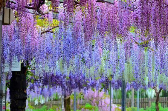 和氣公園（藤花）-0