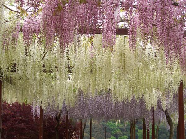 Wakē Park (Fuji flowers)-3