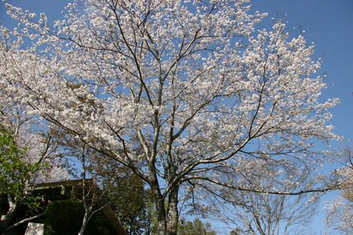 末吉向江公園-0