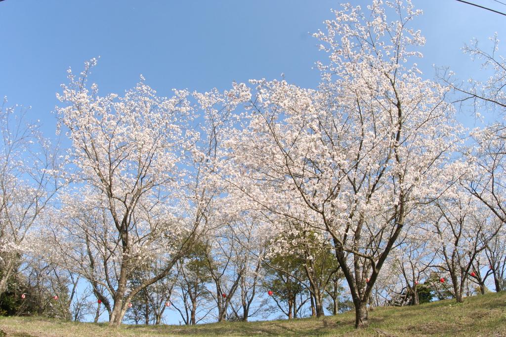 有明开田之里公园-0