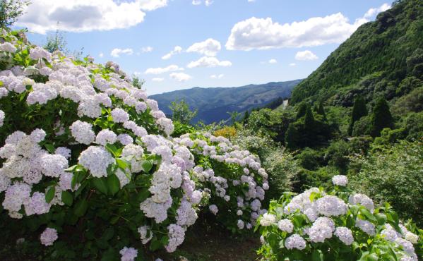 東雲之里　繡球花峽-1