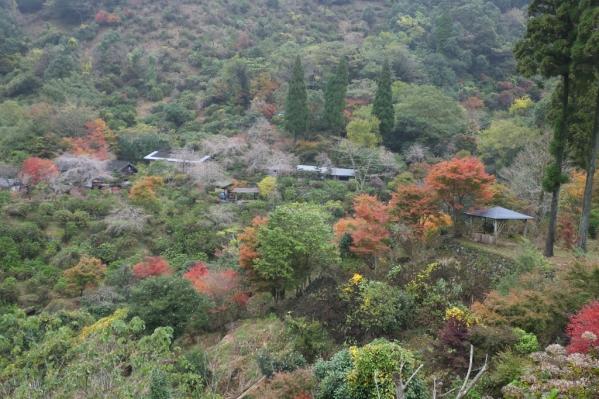 東雲之里　繡球花峽-7