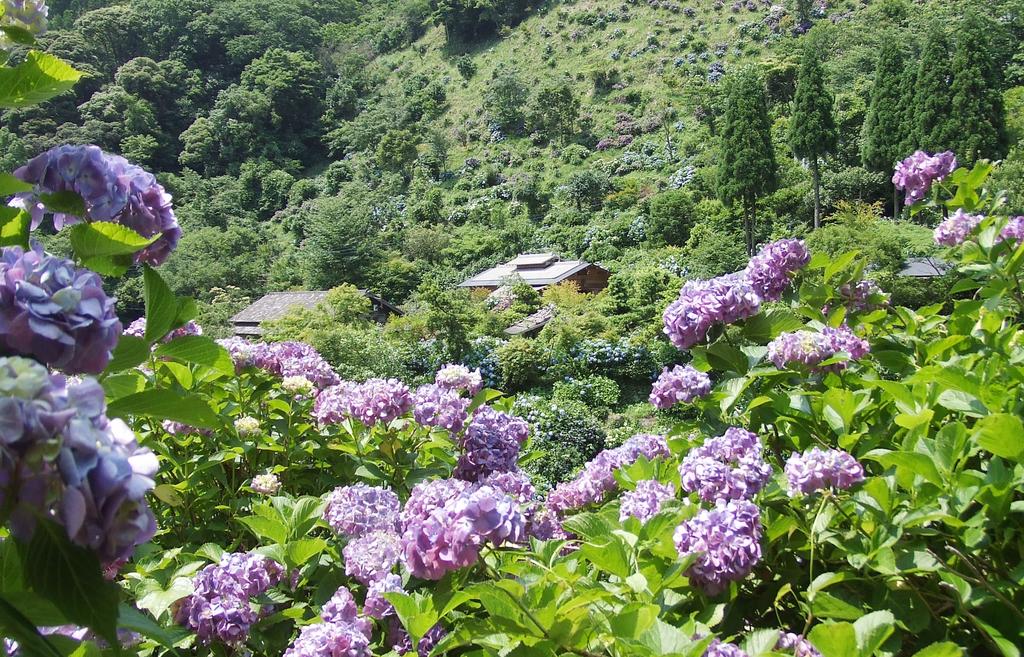 東雲の里あじさい園-1