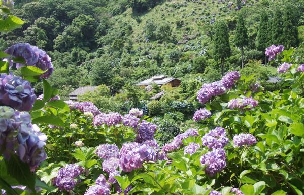 Shinonomenosato of Ajisai Canyon-0