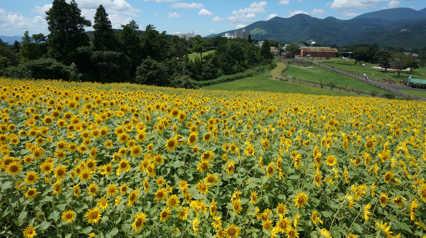 Takachiho Farm-2