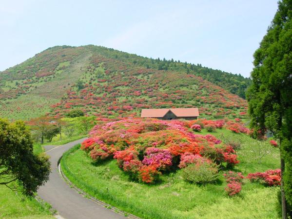 【2024】高峠春のつつじ祭り-1