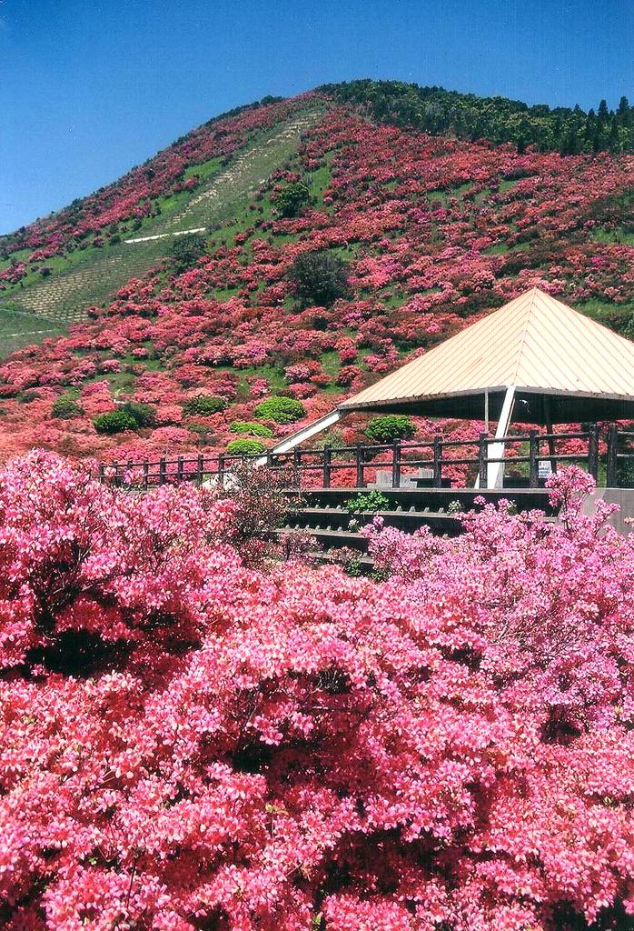 高峠つつじヶ丘公園・春のつつじ祭り-1