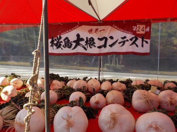 【2025】第25回 世界一桜島大根コンテスト-0
