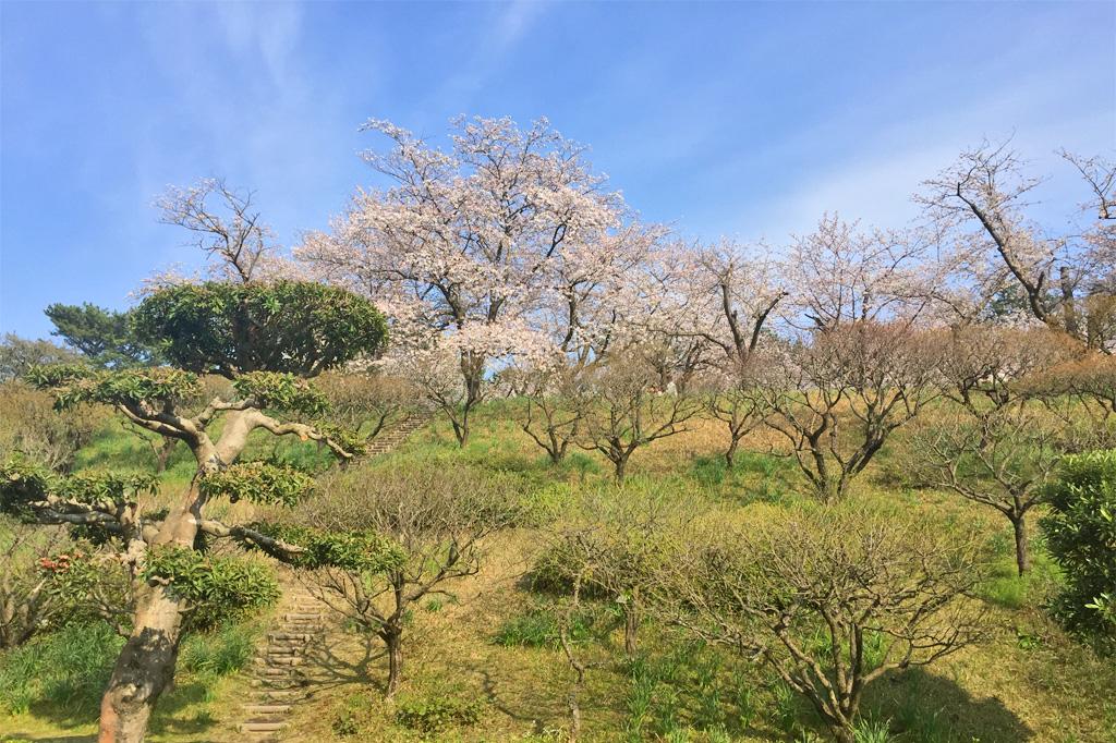 【2024予定】吉野公園桜まつり-6