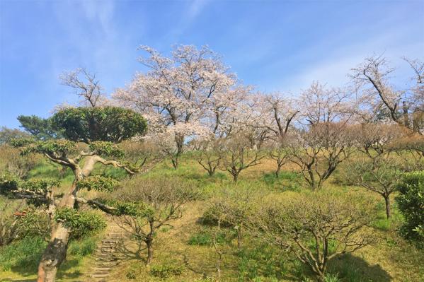 Yoshino Park Cherry Blossom Festival-6